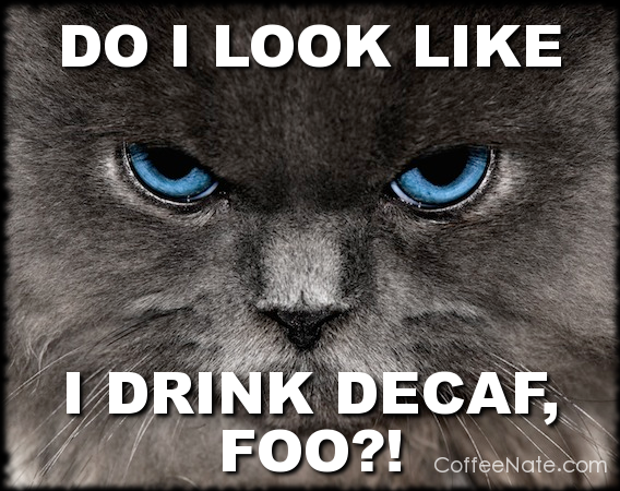 caffeinated kitty